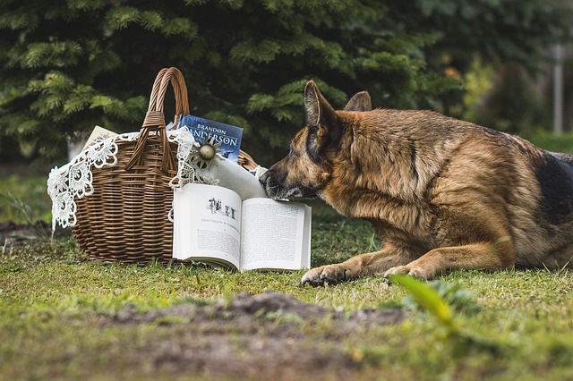 Dogs and books and happy authors